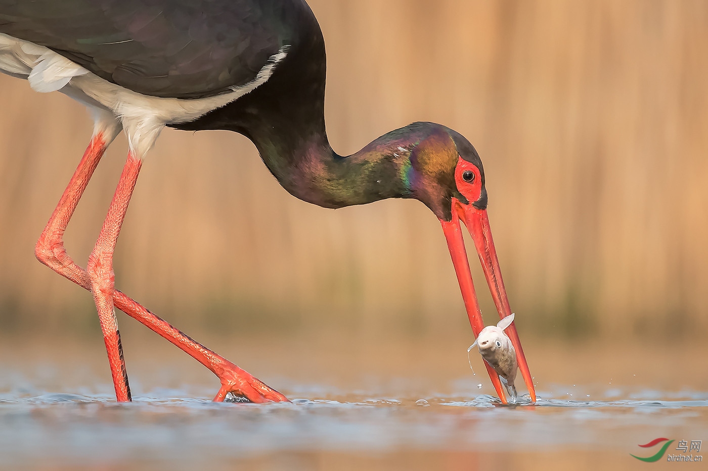 ����漡���Jie Fischer-��Χ-0628.��ͷ����wxy123-pic-5b8ebfefaccf5.jpg