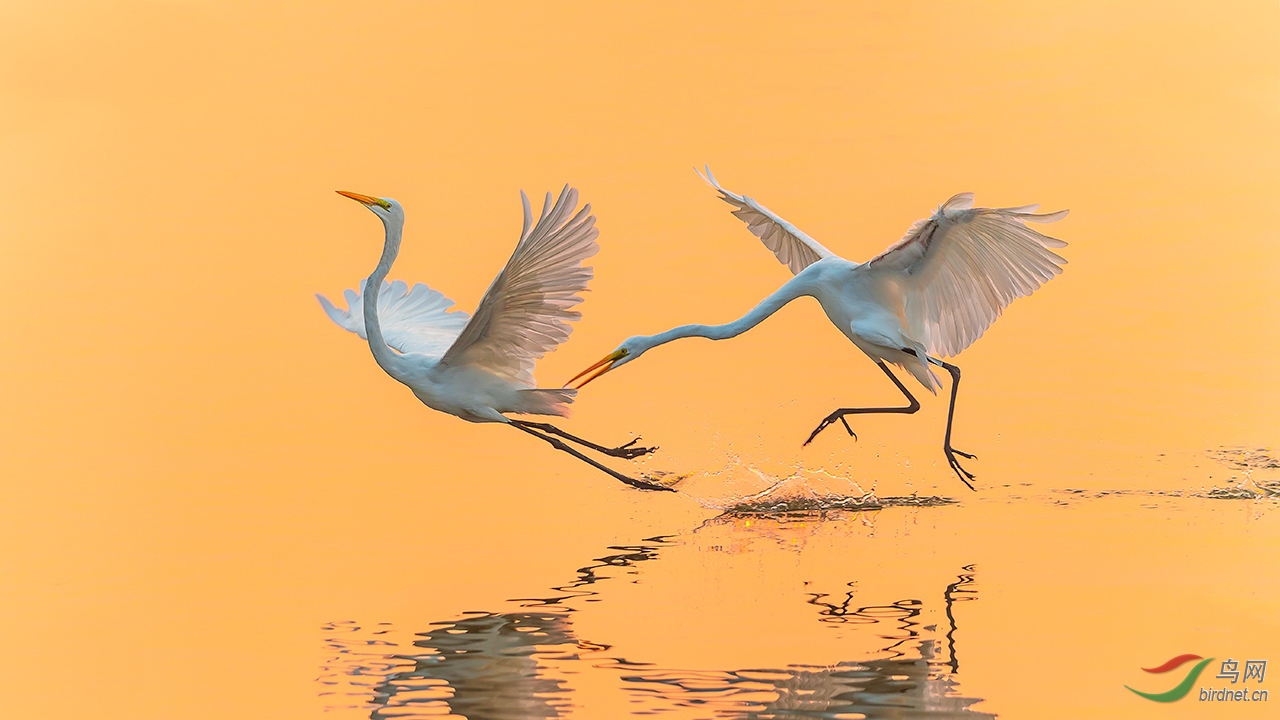 ��ʯ-�ų�ܡ�����Χ-0357.����-��ʯ.jpg