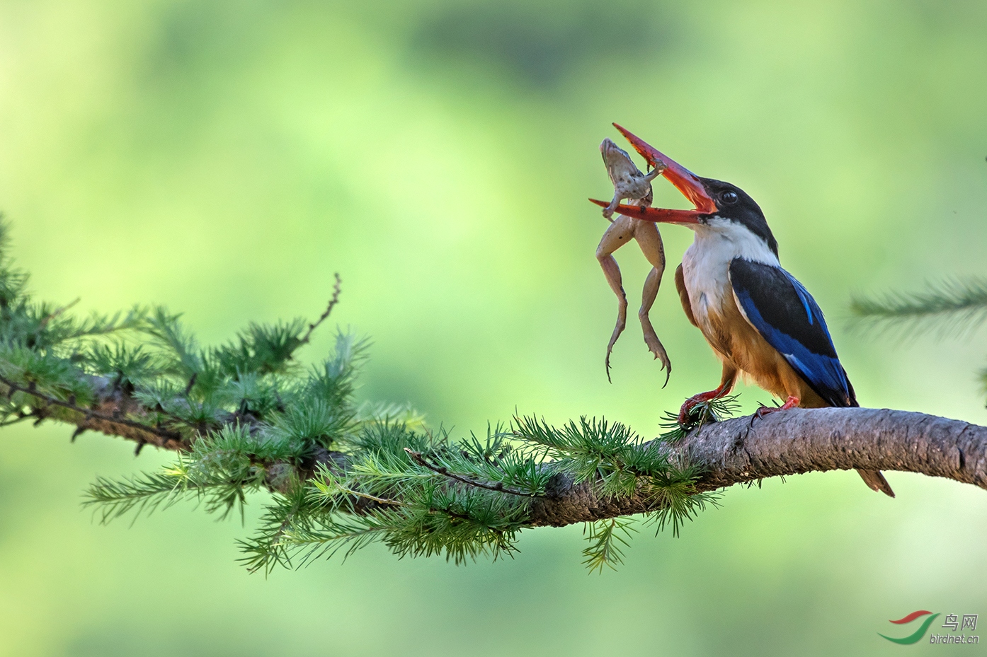 ��ǹkk-�¹�ǿ������Χ-0063.Infinite Strength_��ʵҰ������.jpg