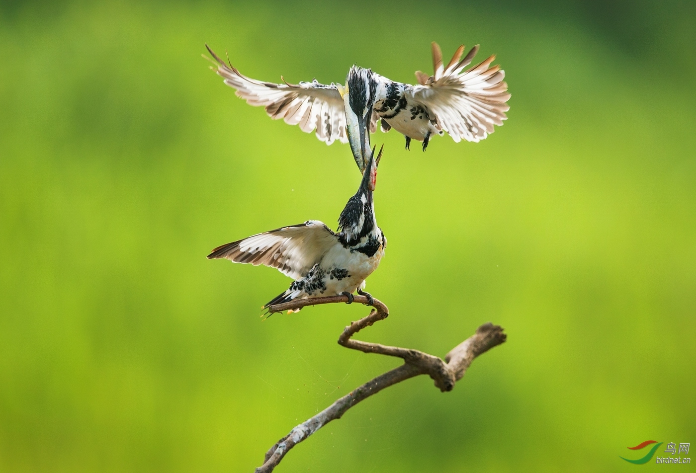 ����Ӱ��-����-��Χ-0061.Air relay���н���.jpg