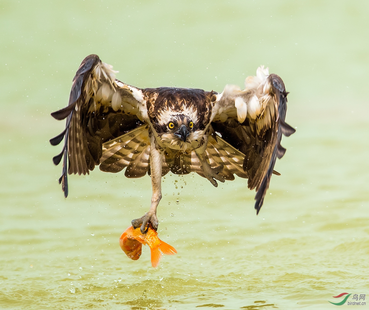 ����-�մ�Ϊ������Χ-1776.�ջ�  ����_��ʵҰ������.jpg