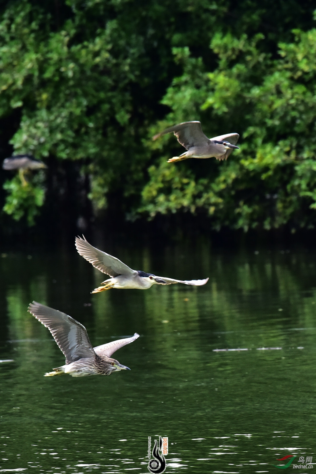 DSC_7784.JPG
