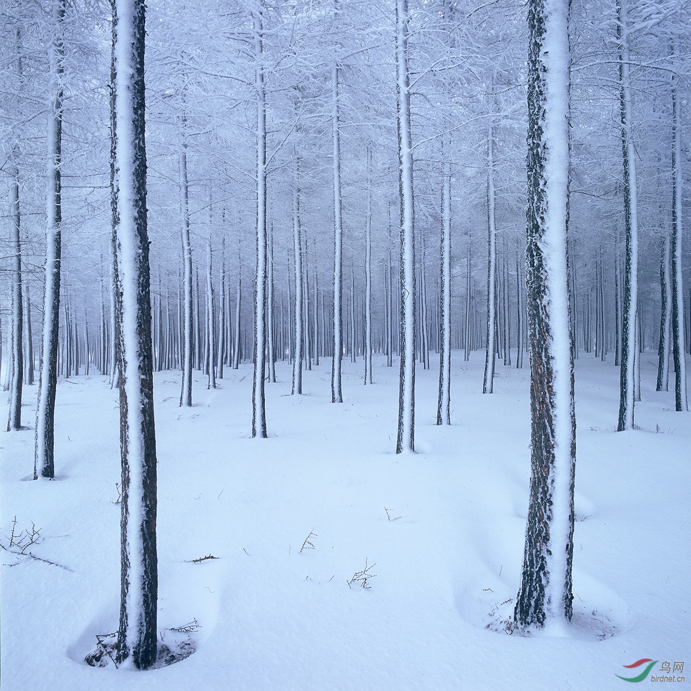 24.5��--��ͤ��-�����顪��-����HM-0316.�ֺ�ѩԭ  ����תƬɨ�裩_����Ȼ���.jpg