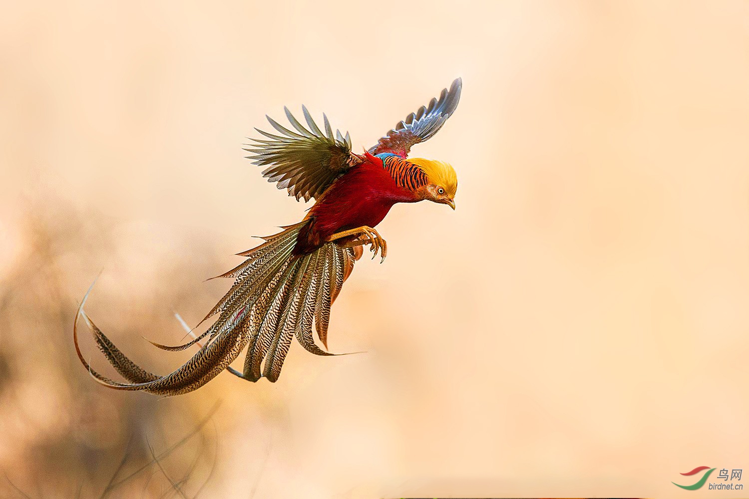 ����ƽ����ɫƿ-��Χ-1701.����չ��.jpg