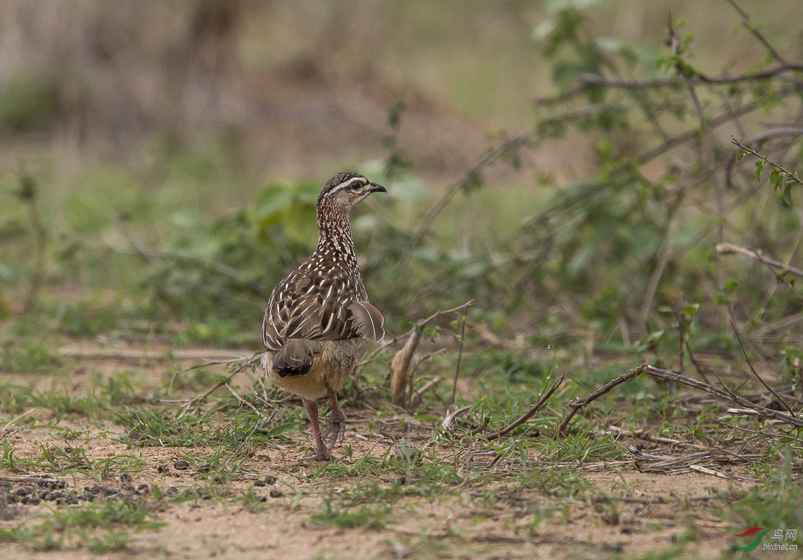 203_0567西鹌鹑 (1).jpg