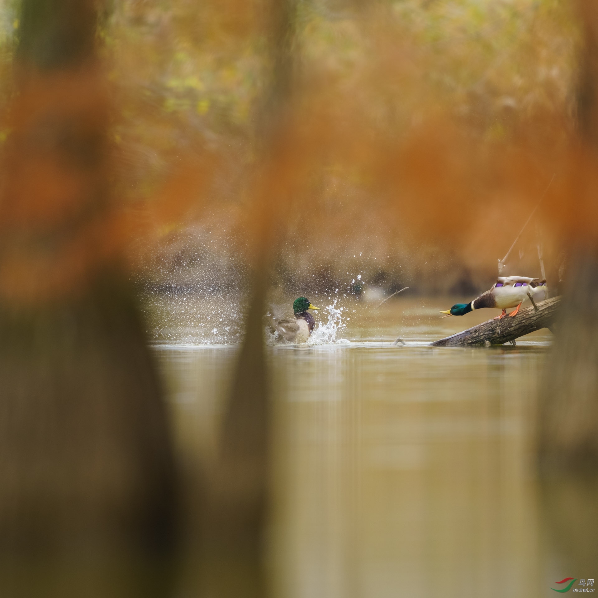 ��һ����ء�