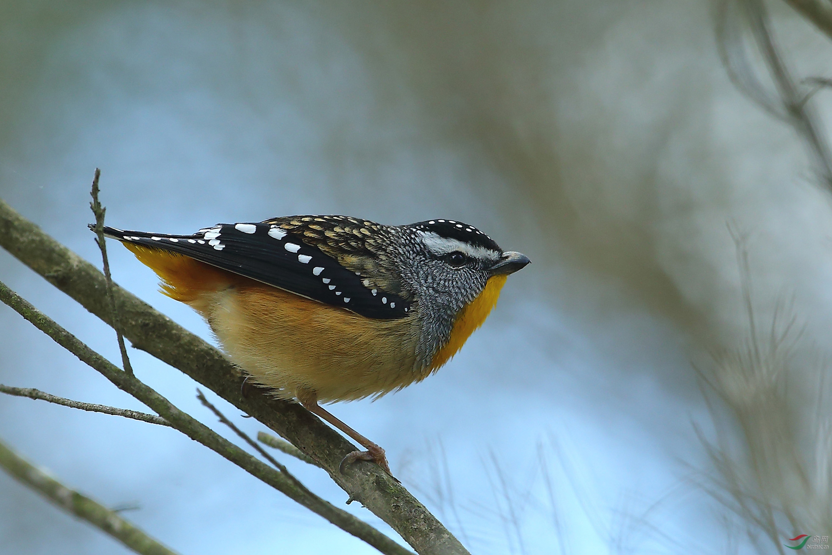 钻石鸟【祝贺老师佳作荣获首页精华】