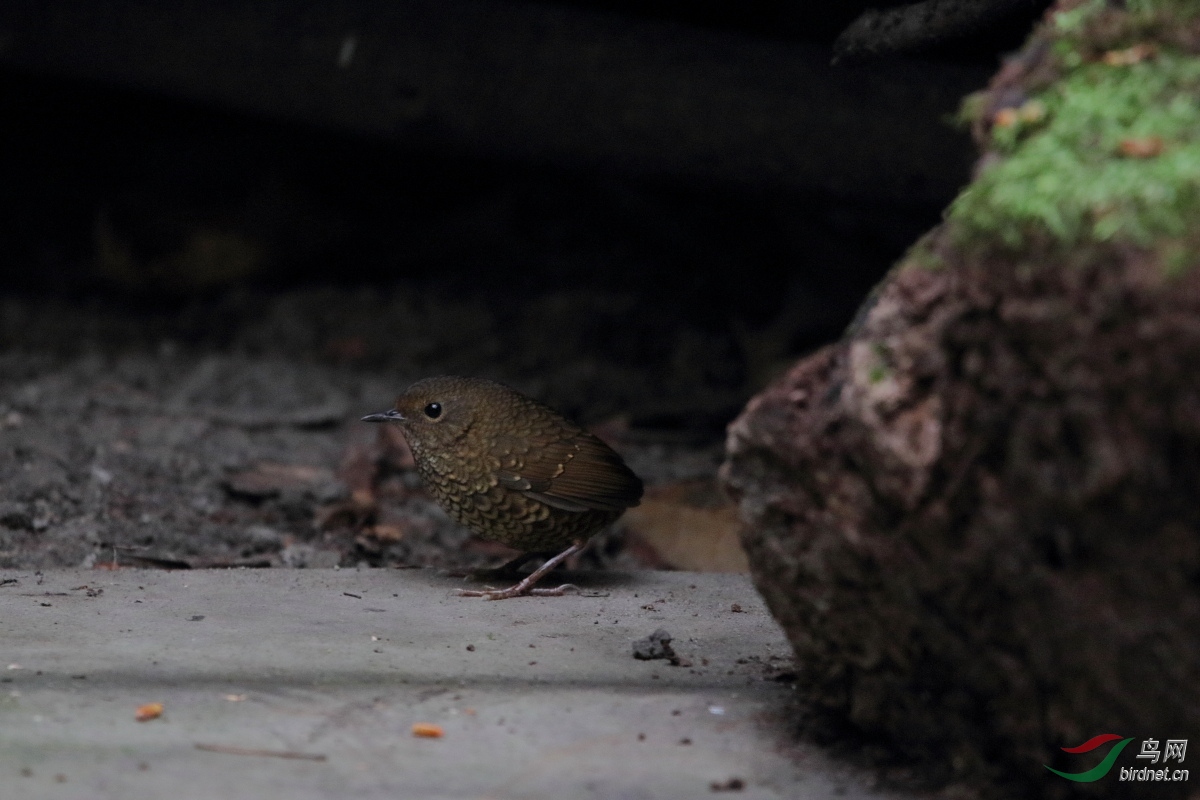 С�������� 9��