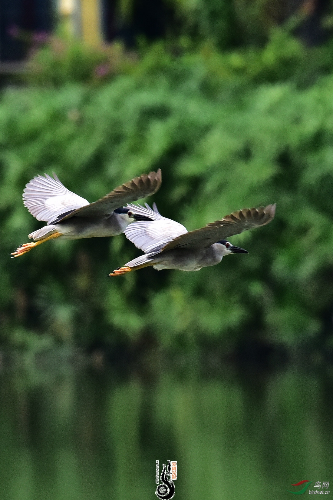 DSC_7800.JPG
