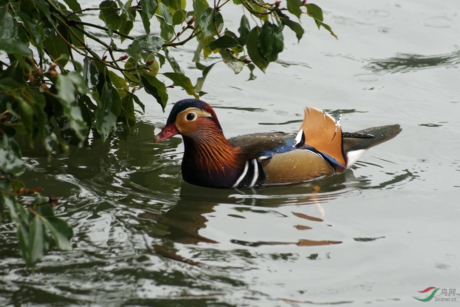 冬雨中鸳鸯觅食