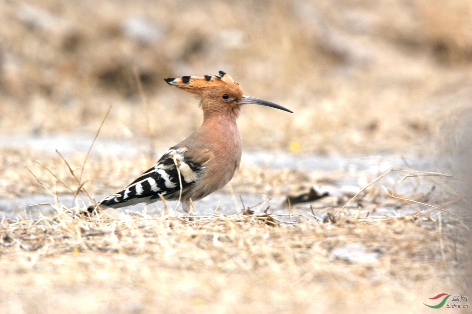 戴胜- 甘肃版 gansu鸟网