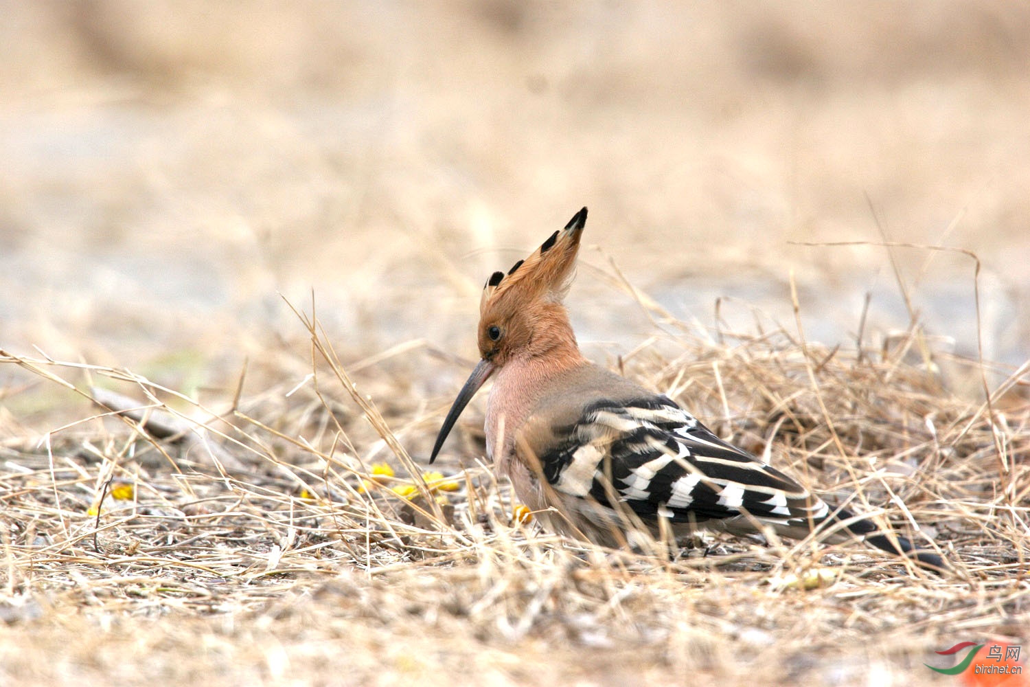戴胜- 甘肃版 gansu鸟网