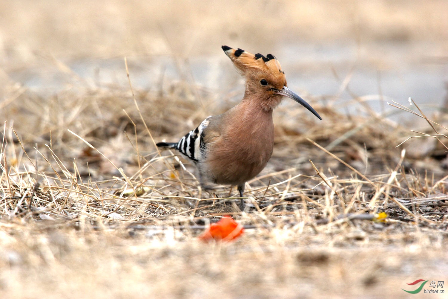 戴胜- 甘肃版 gansu鸟网
