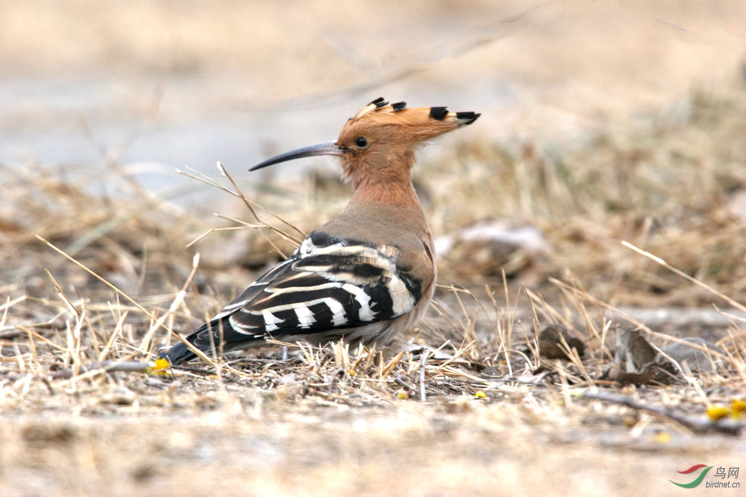戴胜- 甘肃版 gansu鸟网