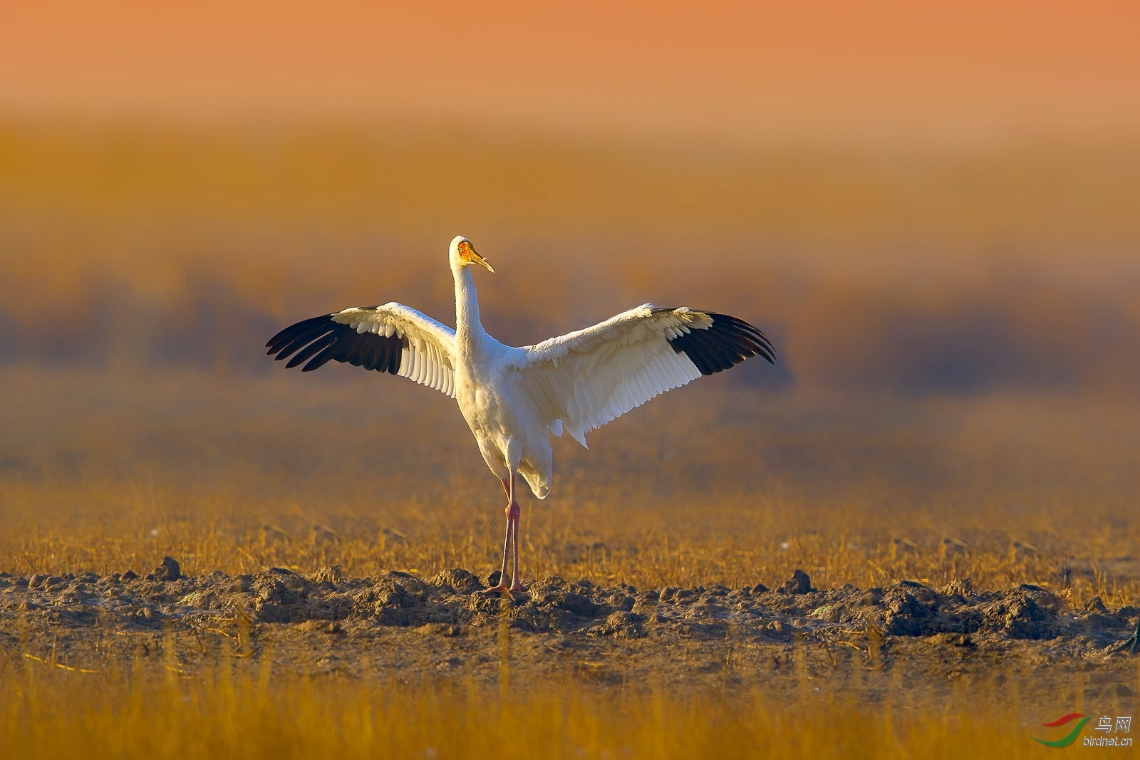 武林秘籍第一式—白鹤展翅 贺获鸟网首页鸟类精华!