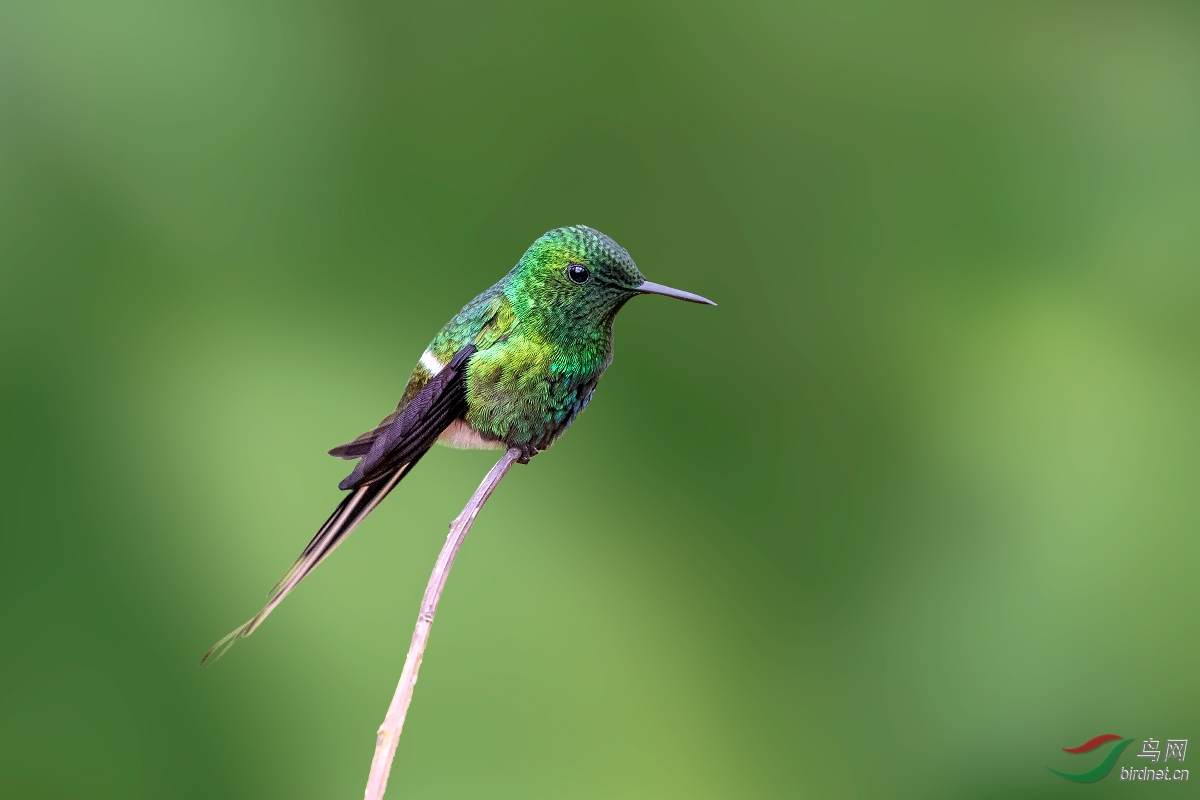 绿刺尾蜂鸟雌