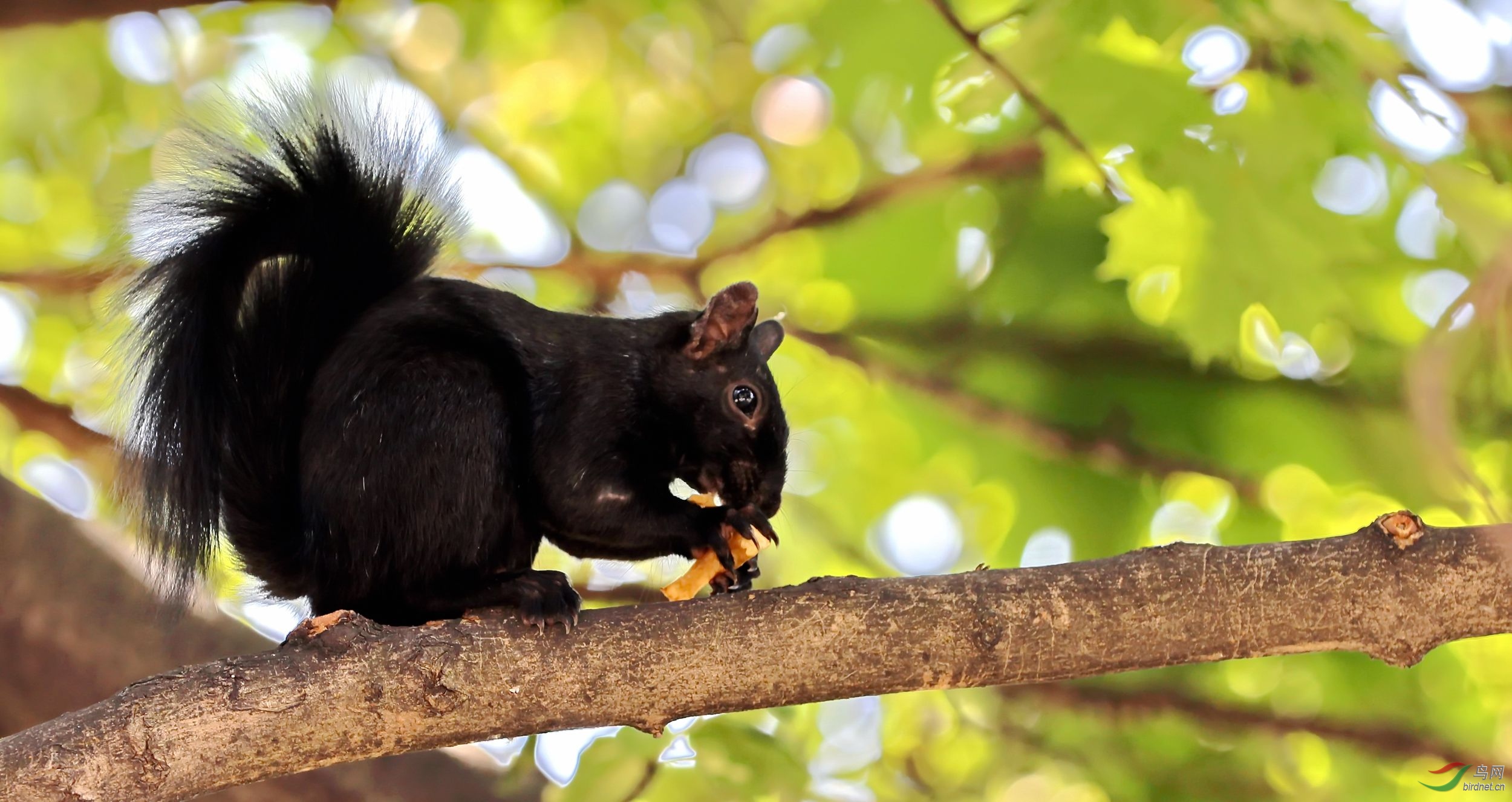 小松鼠(加拿大)