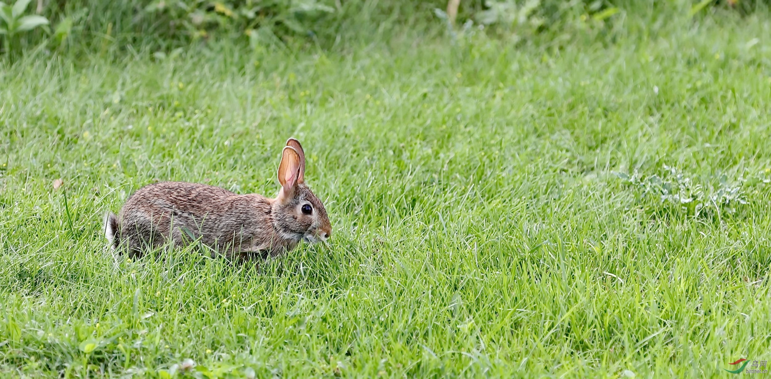沙漠棉尾兔(加拿大)