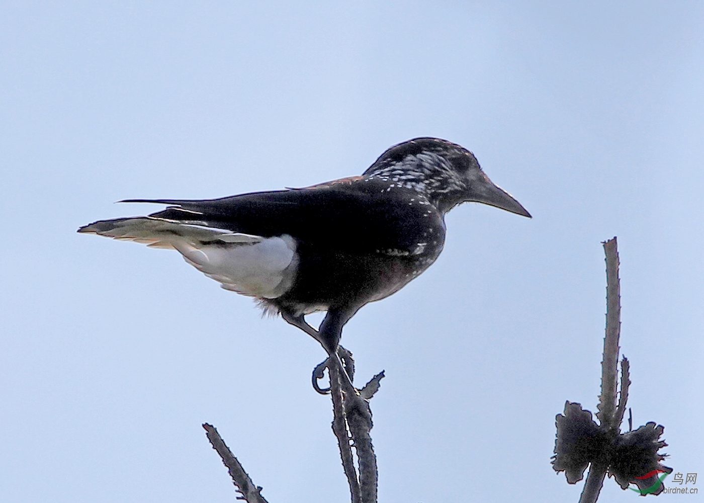 星鸦的精彩片断