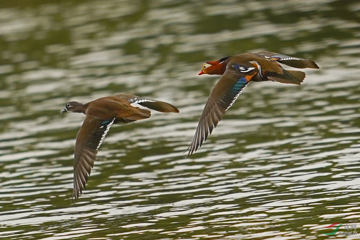 相濡以沫的鸳鸯