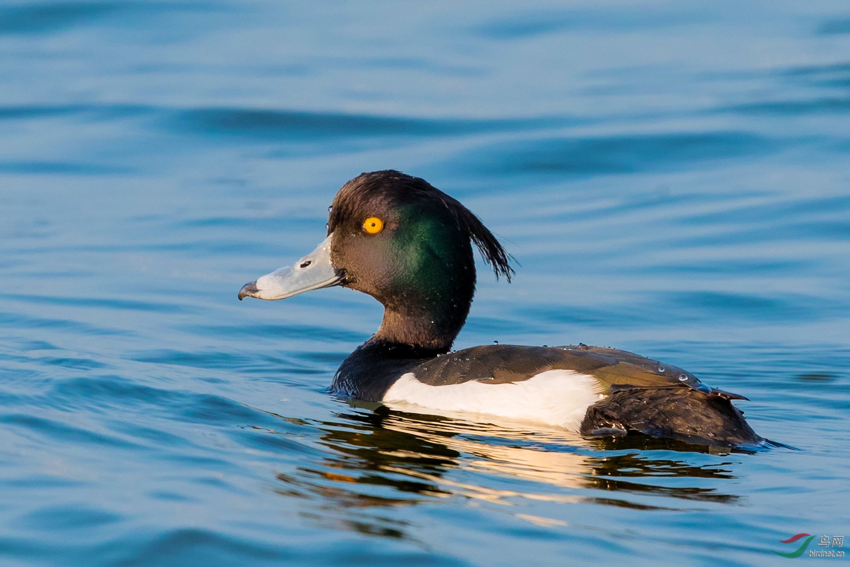 凤头潜水鸭