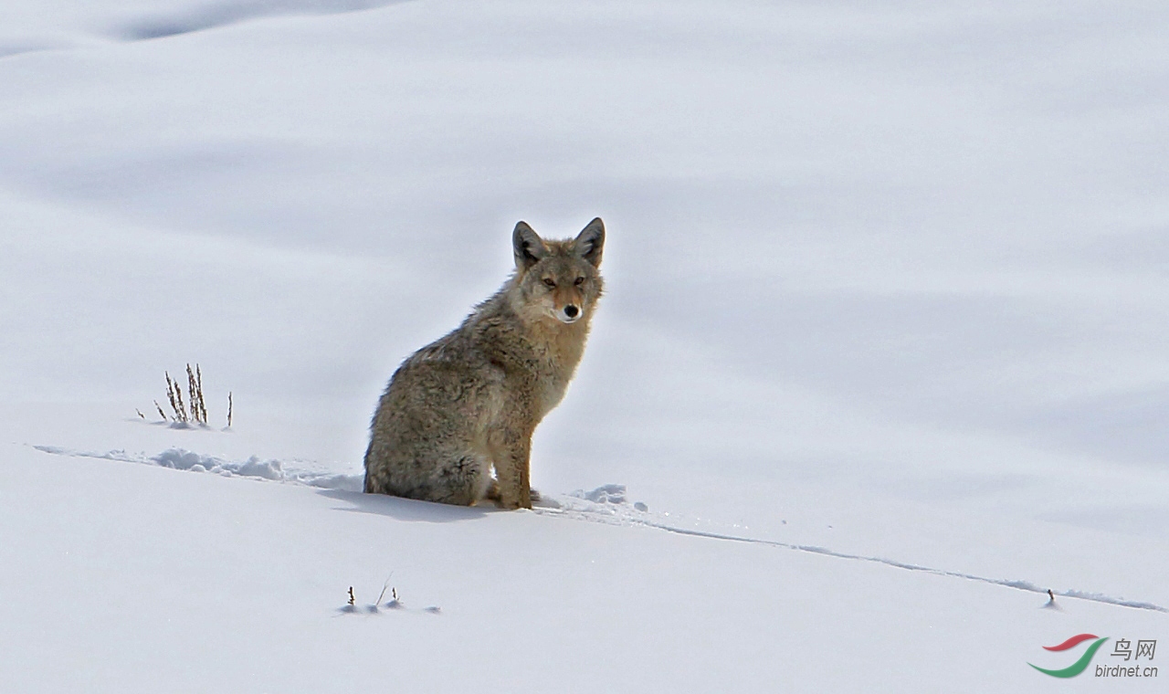 雪地孤狼 祝贺获首页精华!