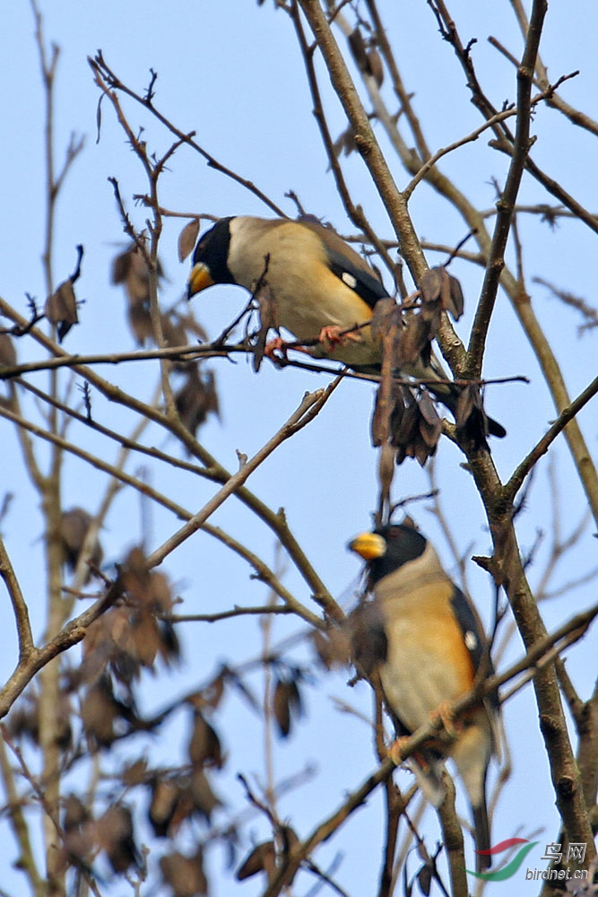 贪吃的黑尾蜡嘴雀分享
