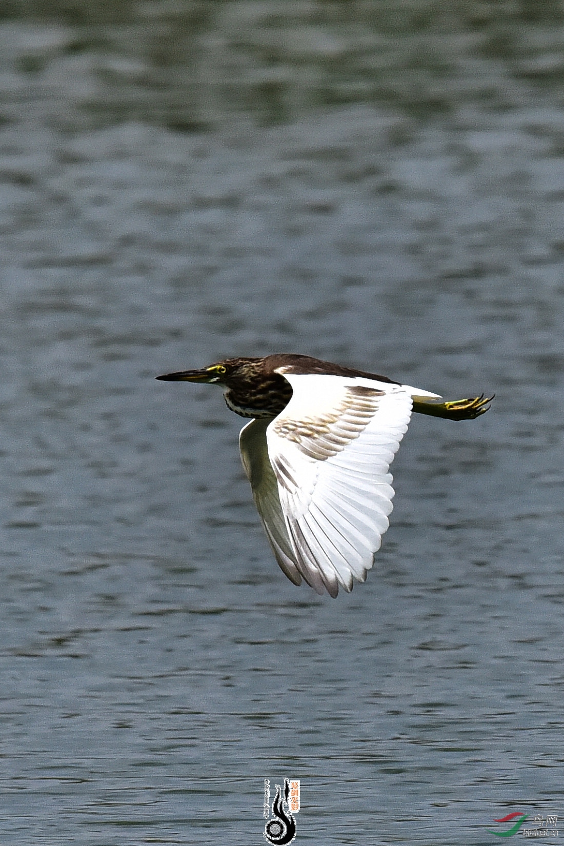 DSC_7900.JPG