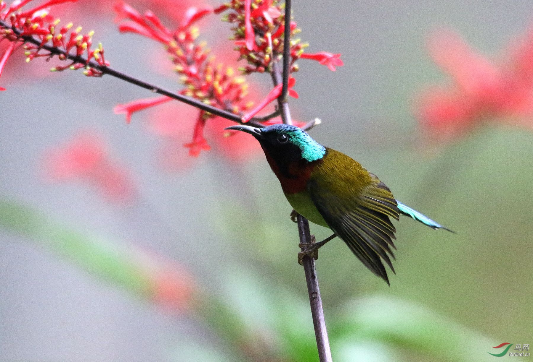 红苞花上的太阳鸟