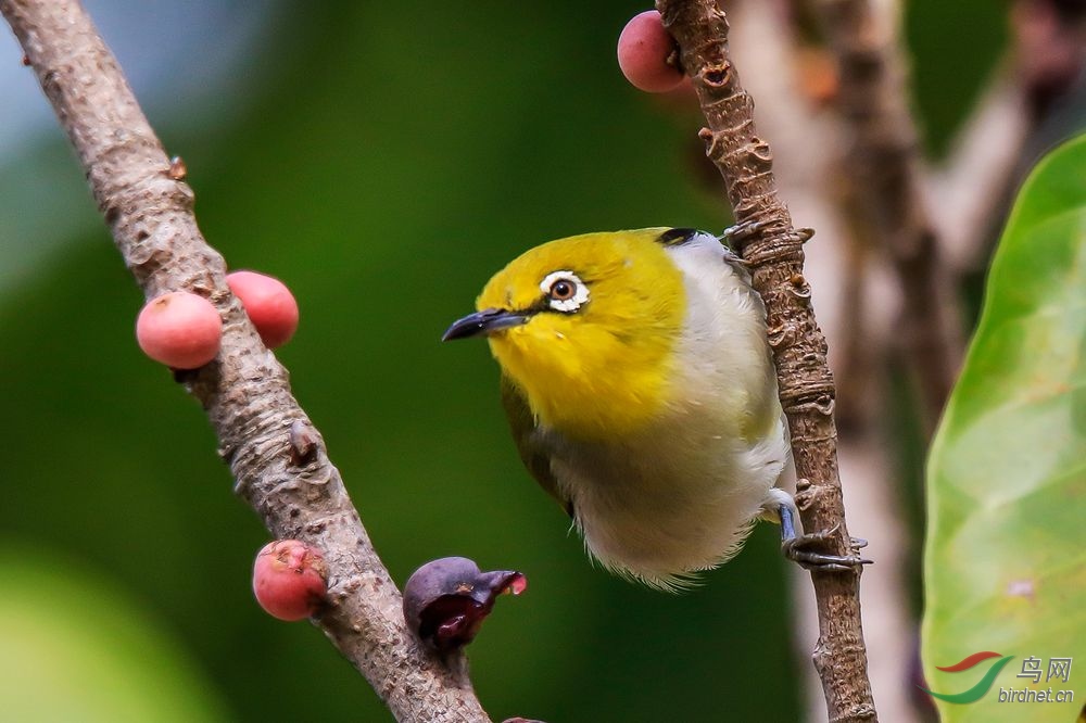 繡眼鳥