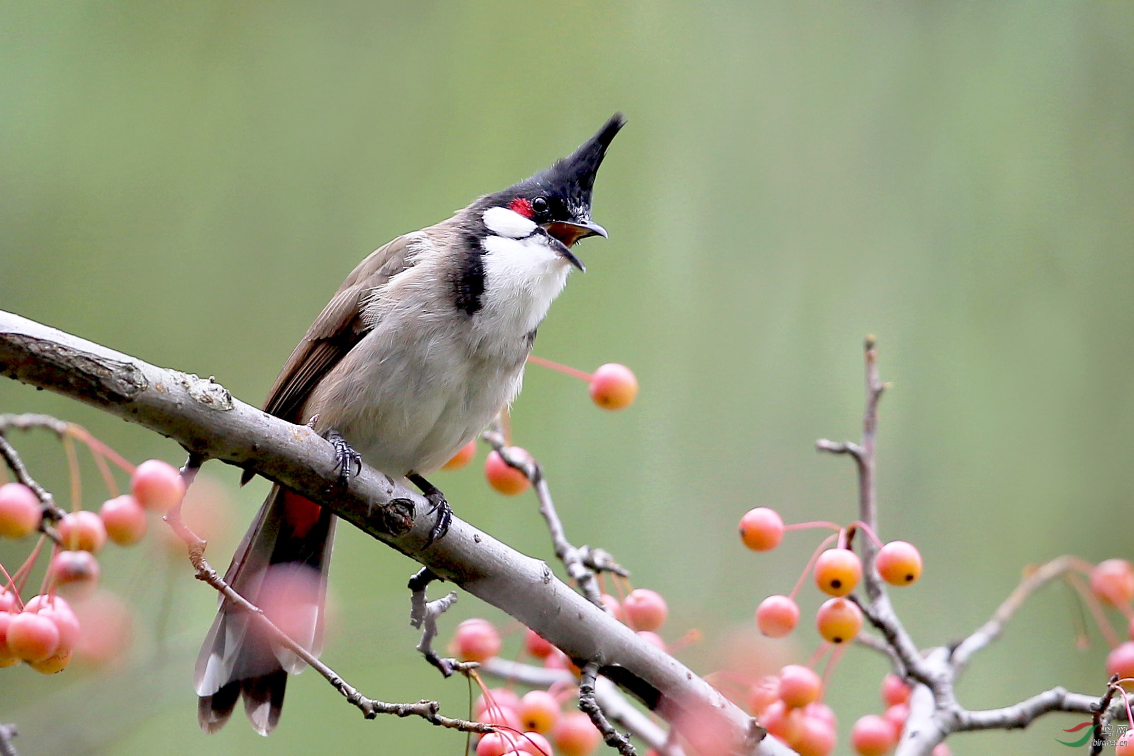 红耳鹎 - 黑龙江版 heilongjiang 鸟网