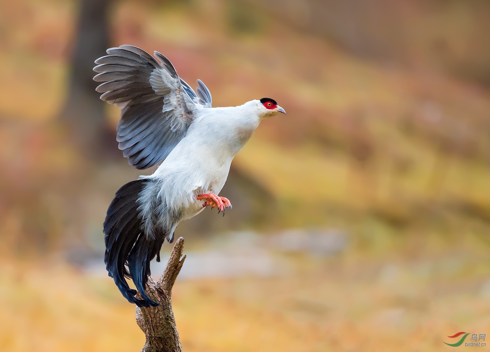 白马鸡(祝贺荣获首页鸟类精华)