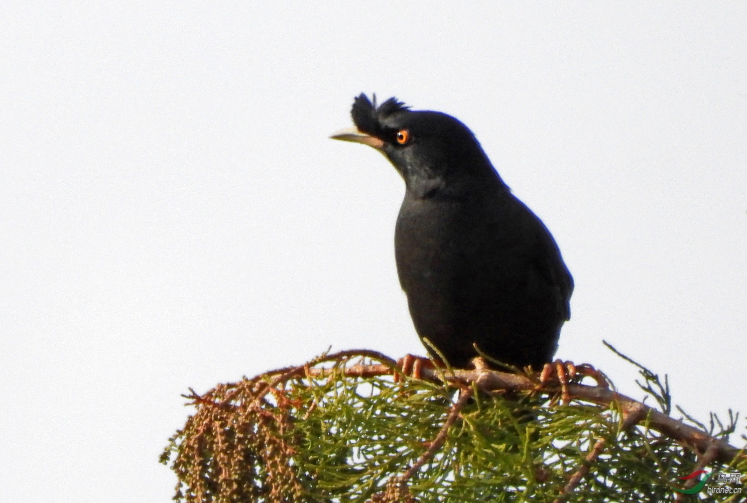 DSCN5474 ����2.jpg