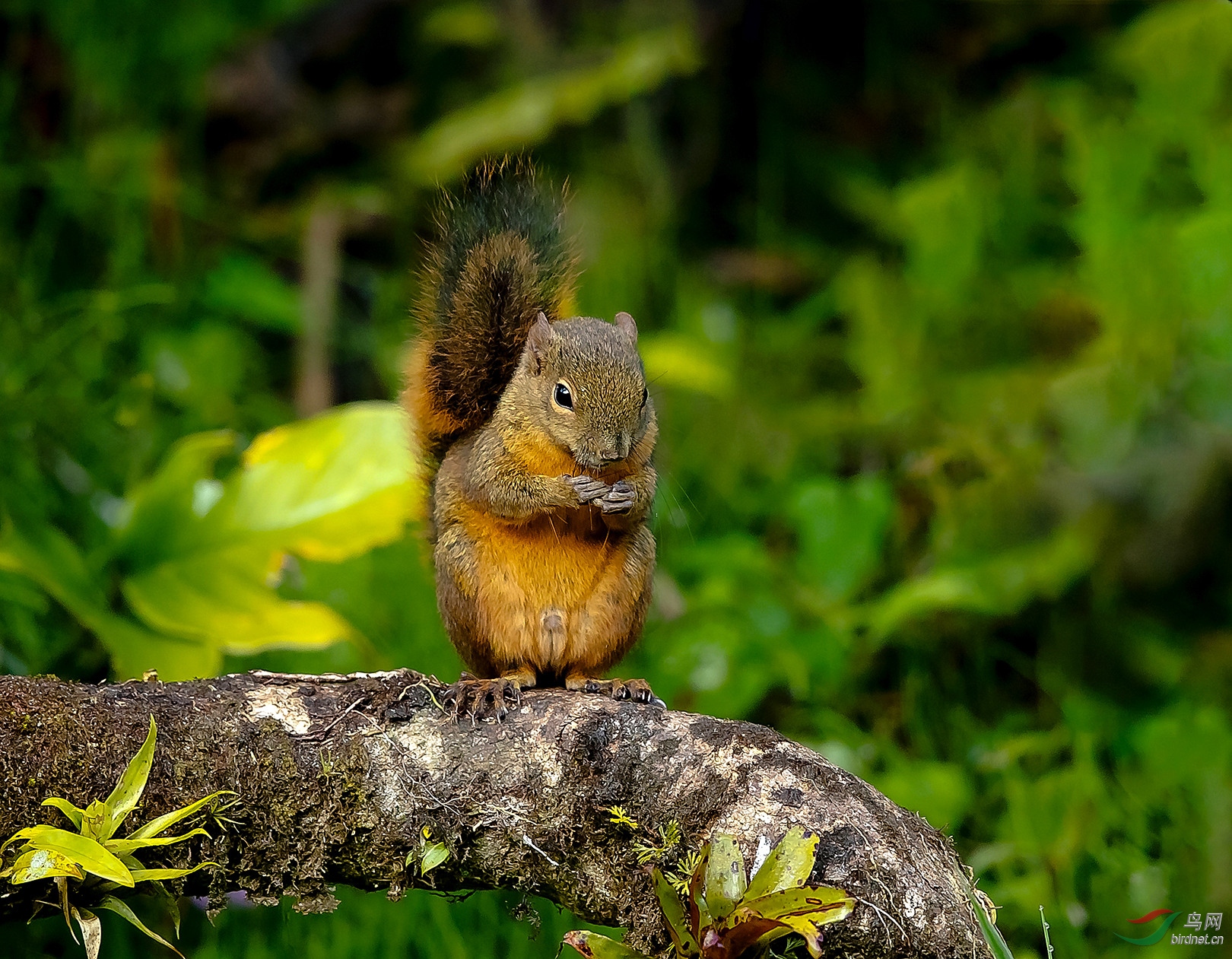 赤腹松鼠 - 吉林版 jilin 鸟网