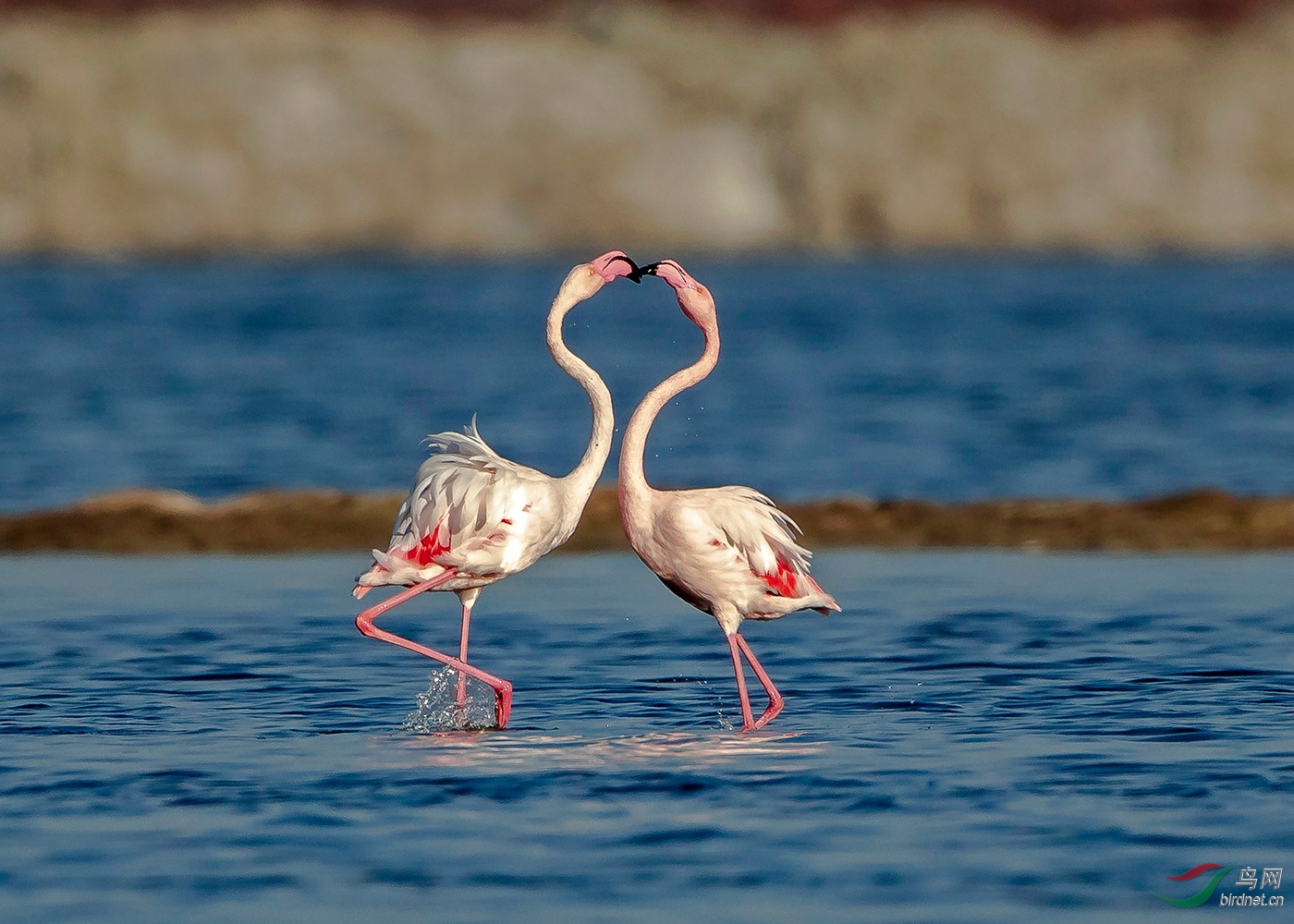 火烈鸟是个善良温顺的鸟种