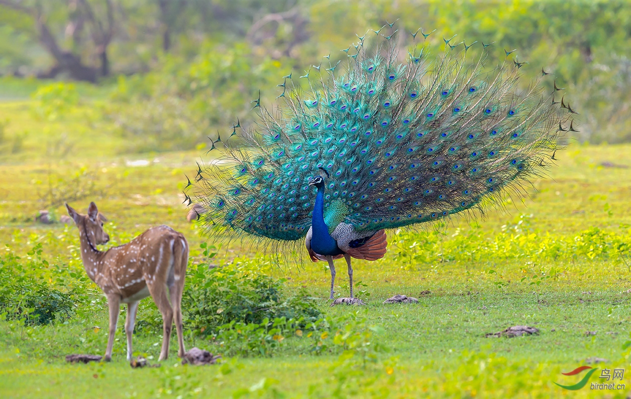 蓝孔雀开屏 (贺获鸟类精华)