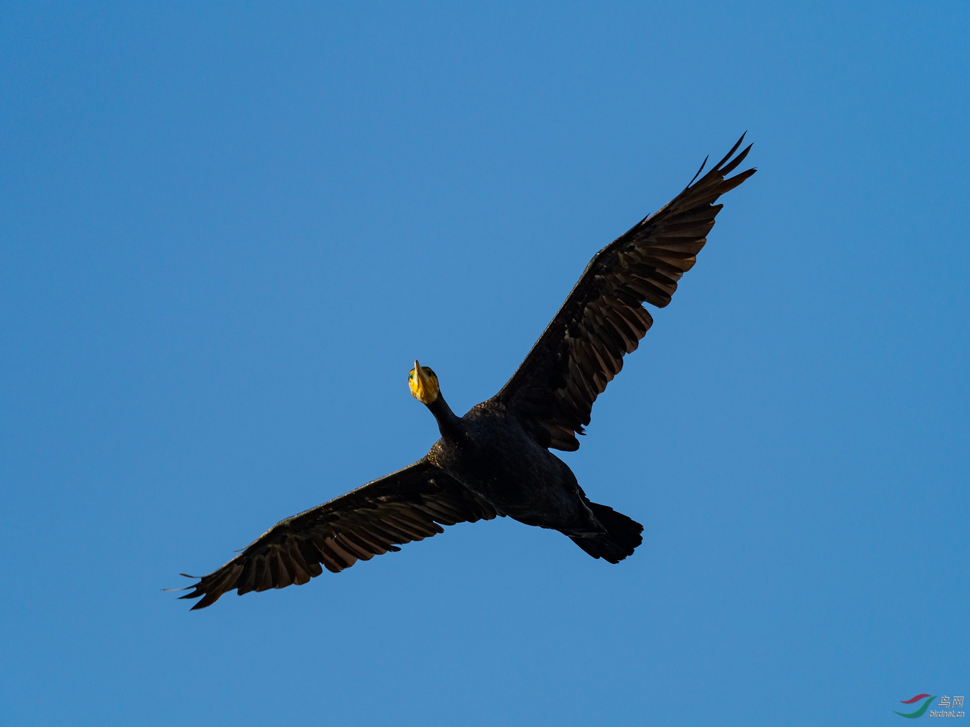 PB169353-a.jpg