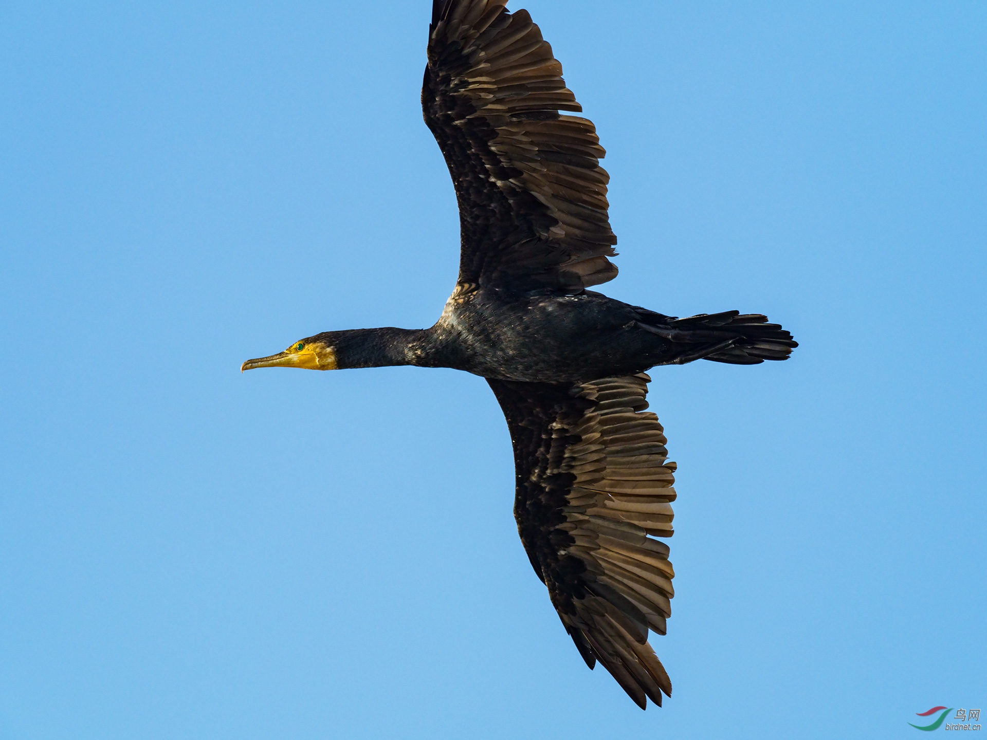 PB169374-a.jpg