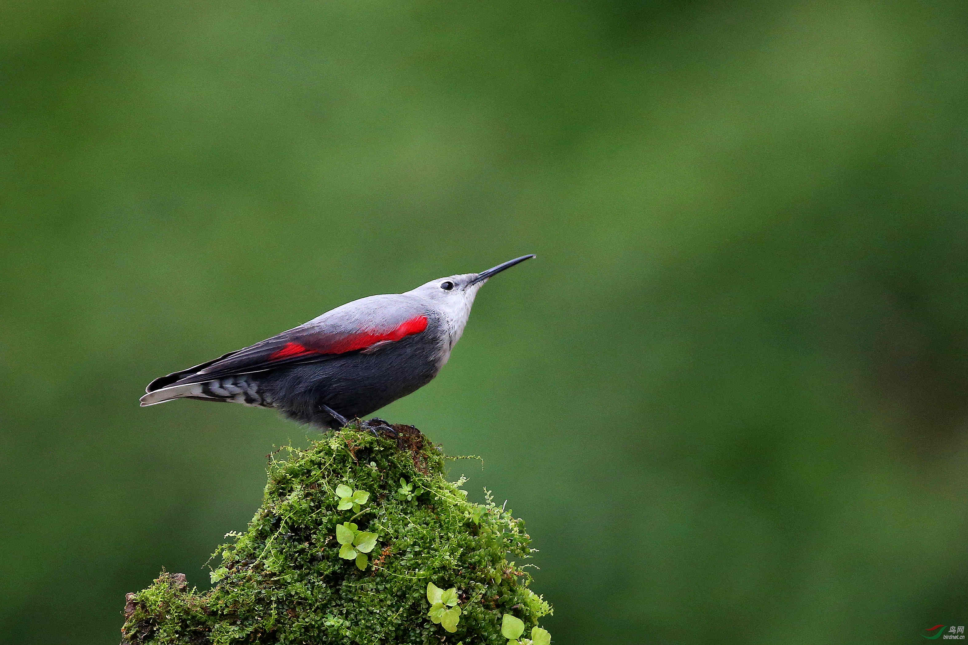 红翅旋壁雀