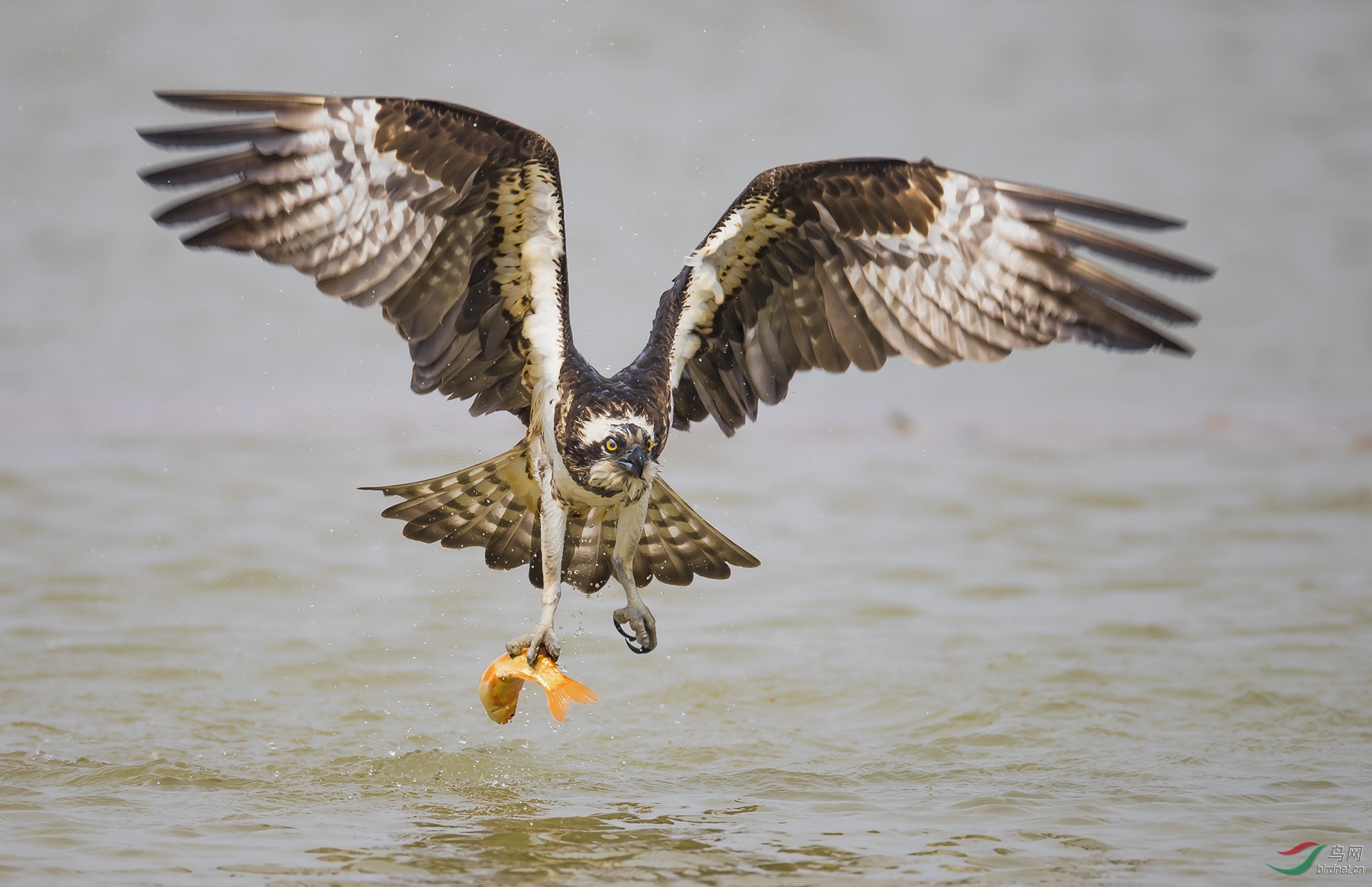 收获鹗荣获首页鸟类精华