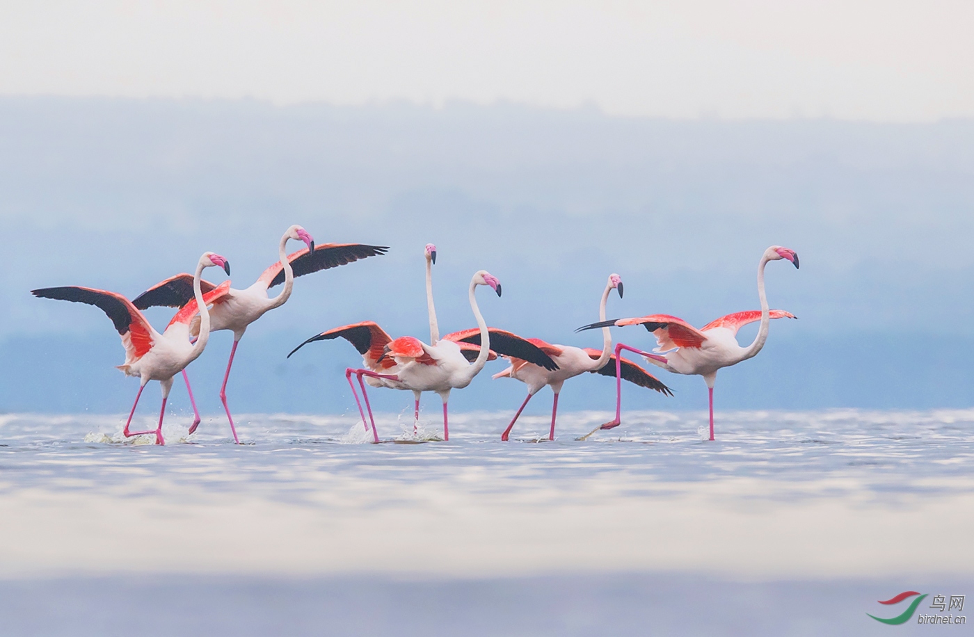 非洲火烈鸟 本帖最后由 三弦琴 于 2018-11-23 09:52 编辑