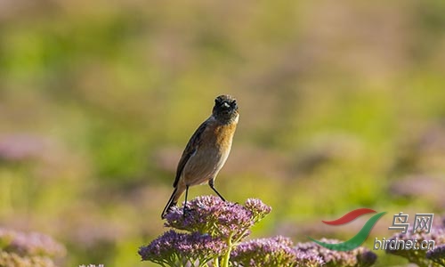 ET2W0963.jpg
