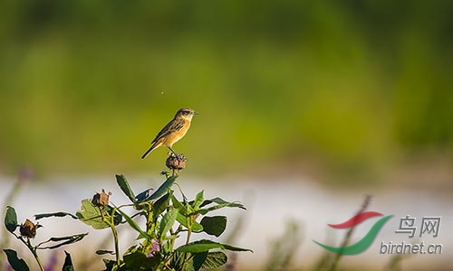 AM3T1010.jpg