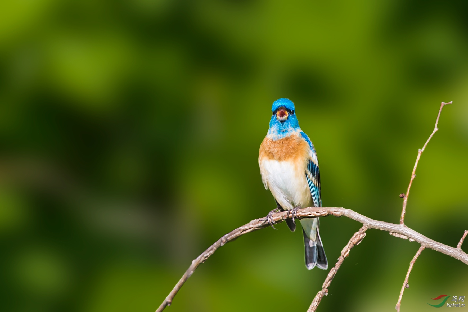 [林鸟] 男高音---琉璃彩鹀