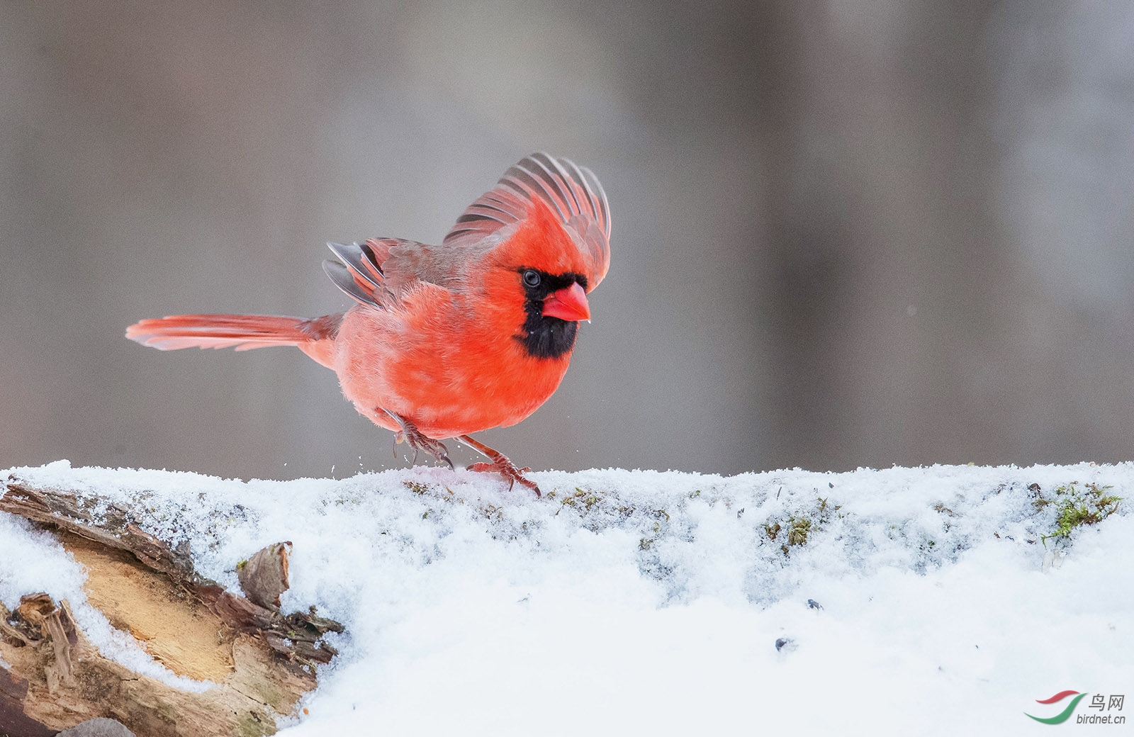《寻觅》-北美朱红雀(恭喜老师获鸟类精华)