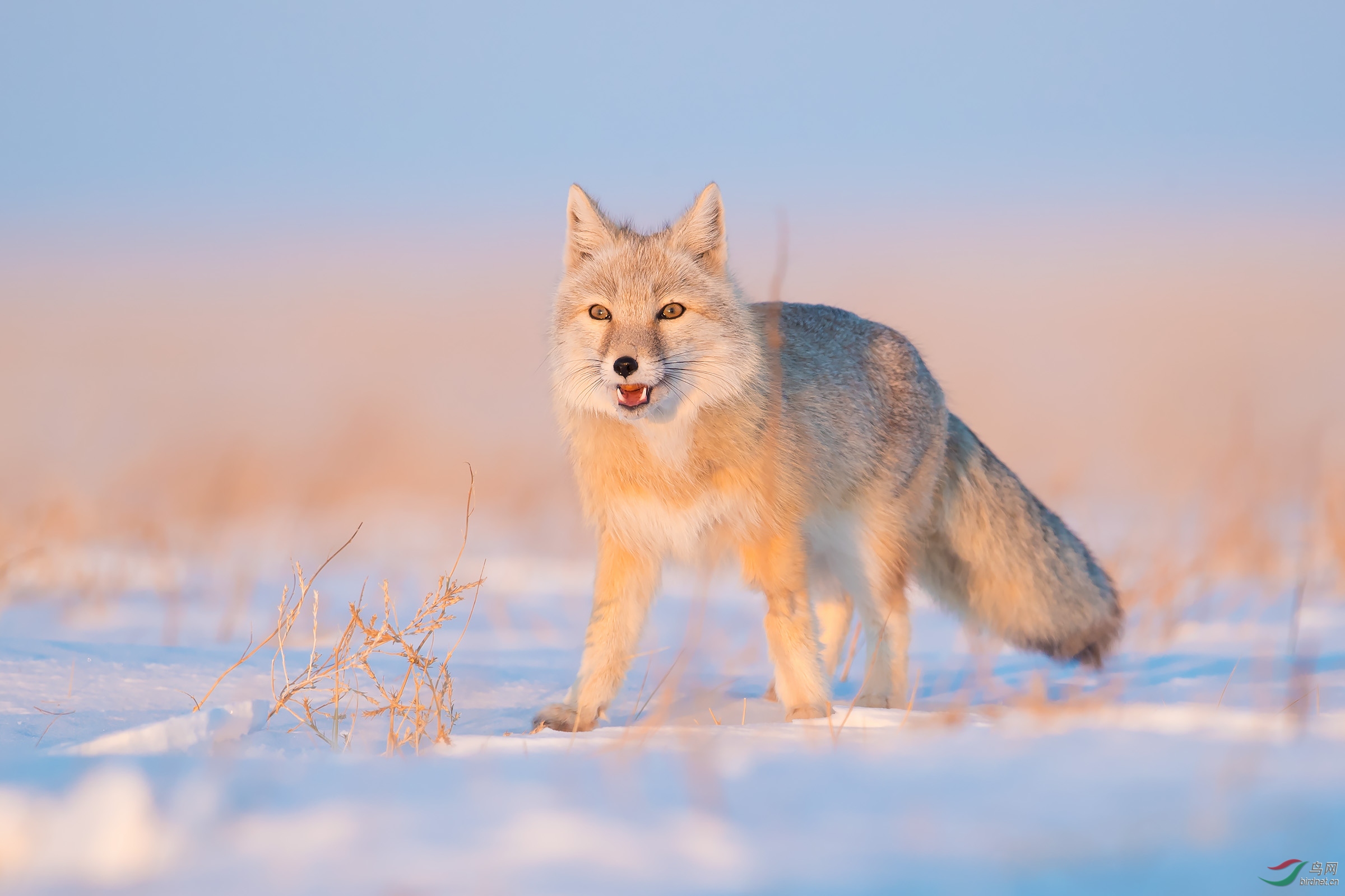 沙狐恭贺老师荣获首页精华