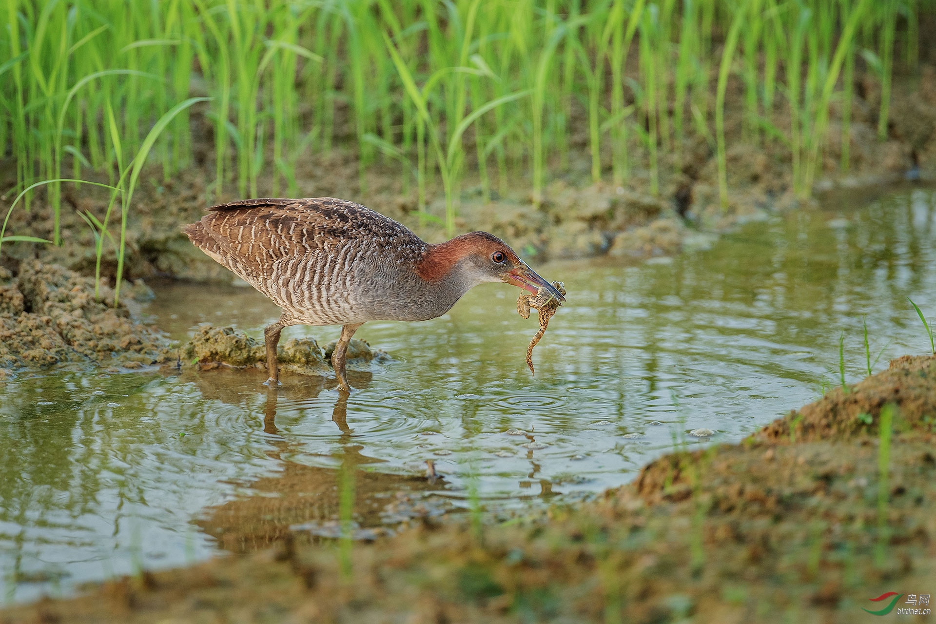 幸福的灰胸秧鸡