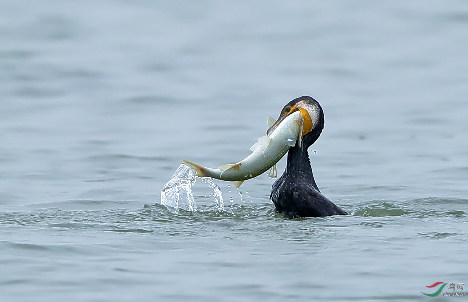  好吃的鱼,出了水面>