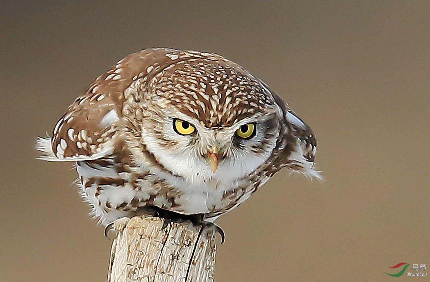 (纵纹腹小鸮)-虎视眈眈