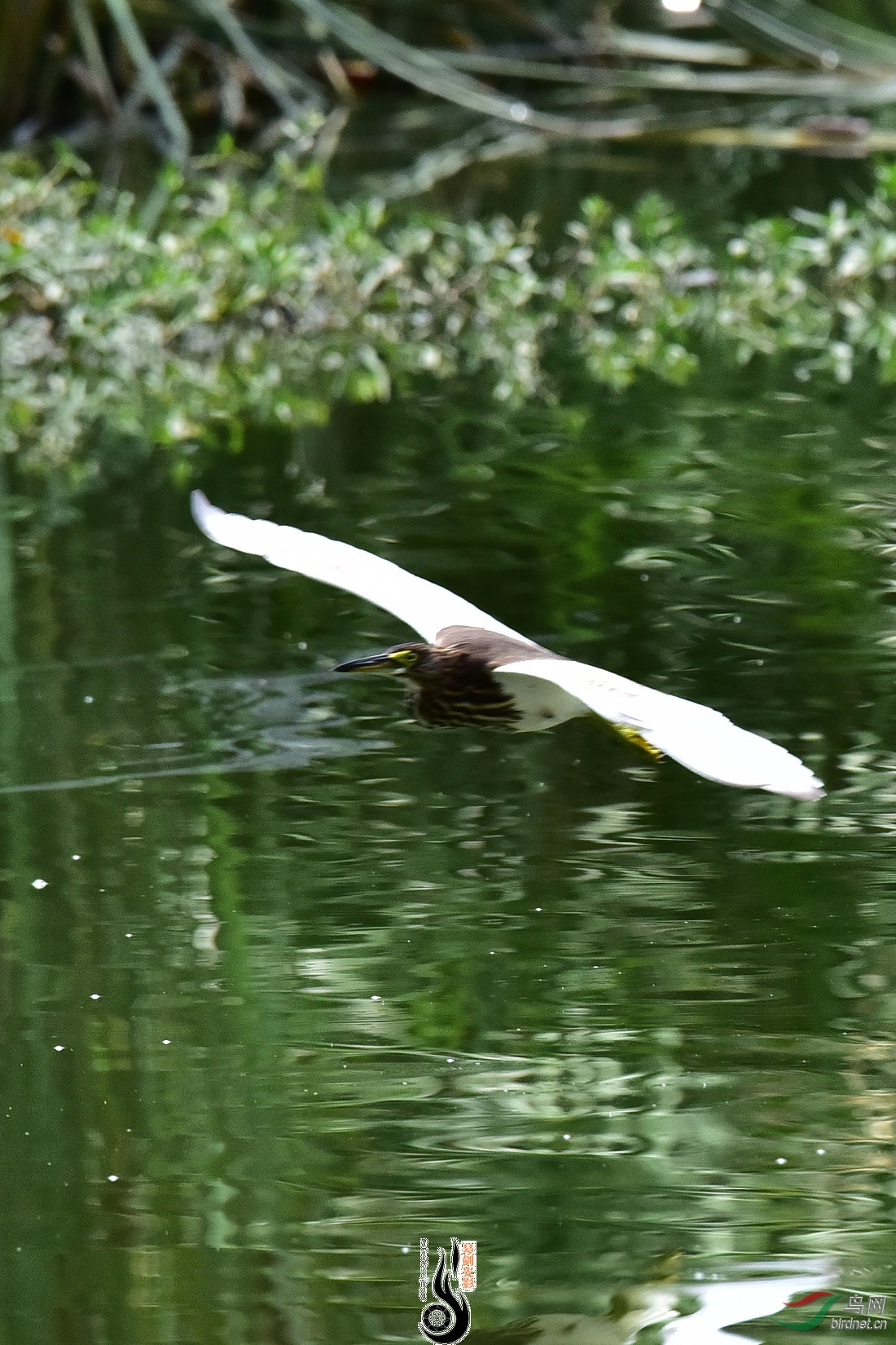 DSC_8217.JPG